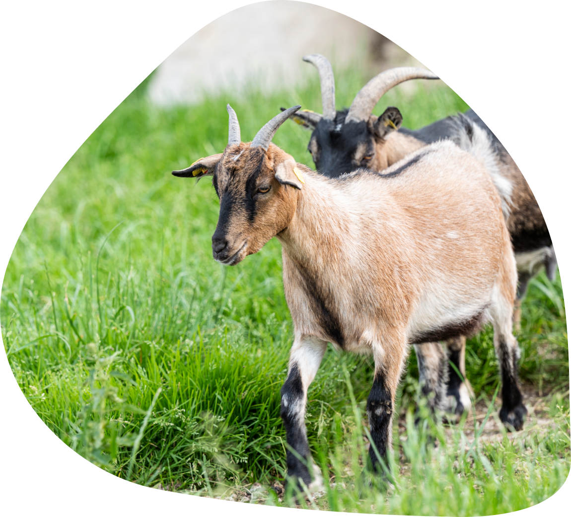 Hotel mit Streichelzoo in Österreich