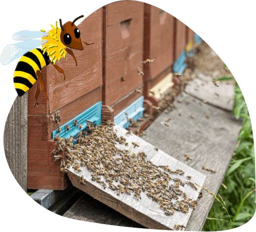 Bienenstöcke aus dem Hotel Kleefeld