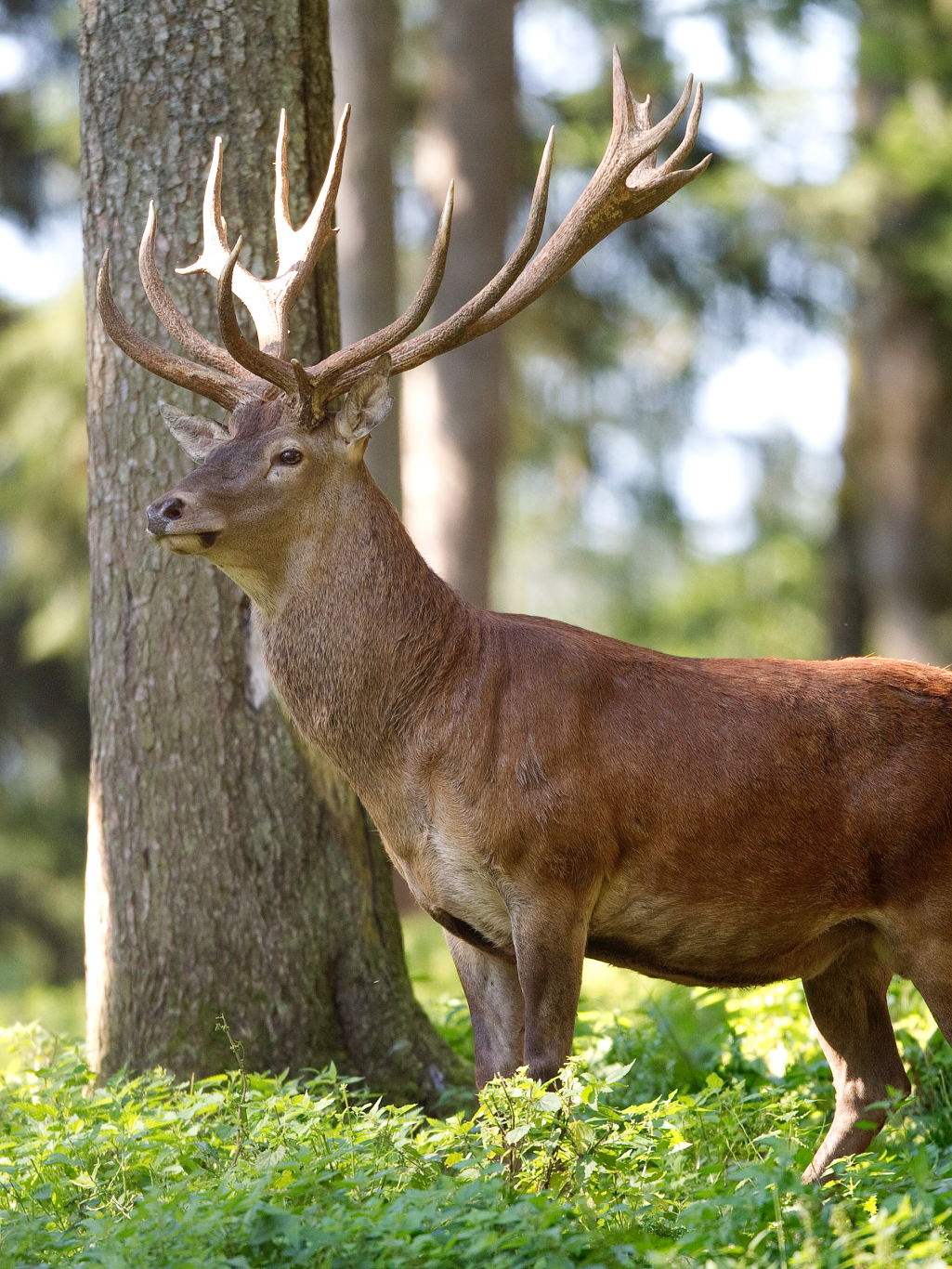 Wildpark im Hotel Kleefeld in Strobl am Wolfgangsee
