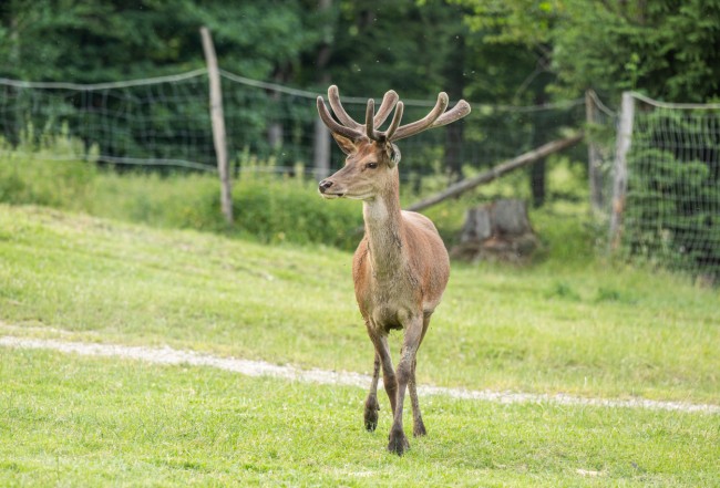 Wildpark Kleefeld