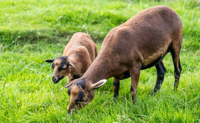 Kamerunschafe im Streichelzoo