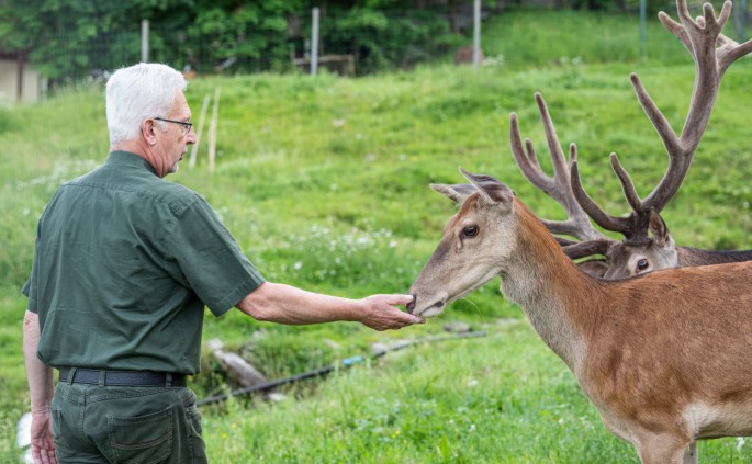 Zahmes Wild im Wildpark Kleefeld