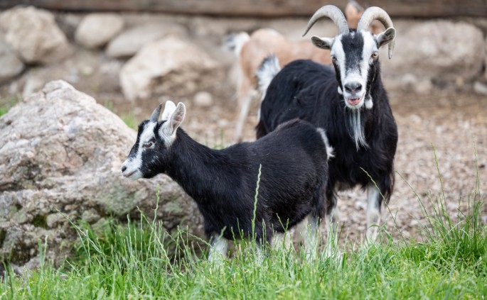 Streichelzoo mit Ziegen