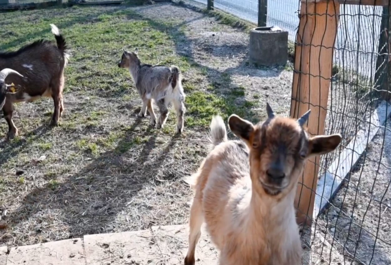 Die Ziegen im Streichelzoo © Lorenz Masser Photography