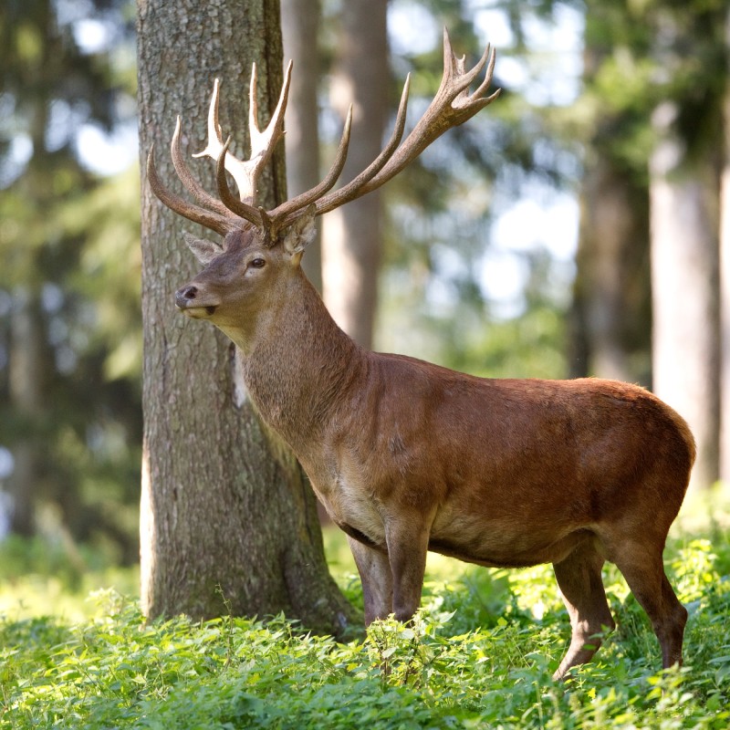 Brunftzeit im Wildpark in Österreich